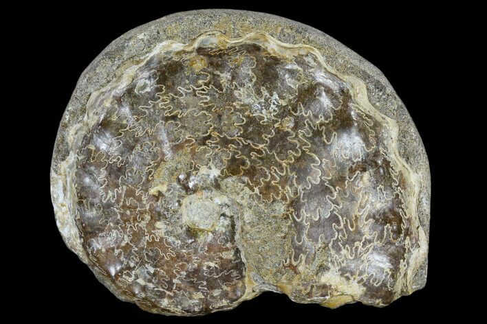 Fossil Ammonite (Hoploscaphites) - South Dakota #117167